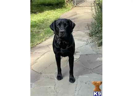 Percy available Labrador Retriever puppy located in MULINO